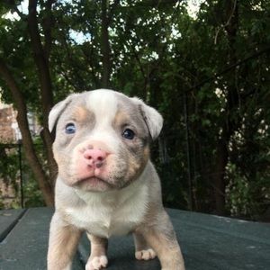 Meet your Posher, Tony